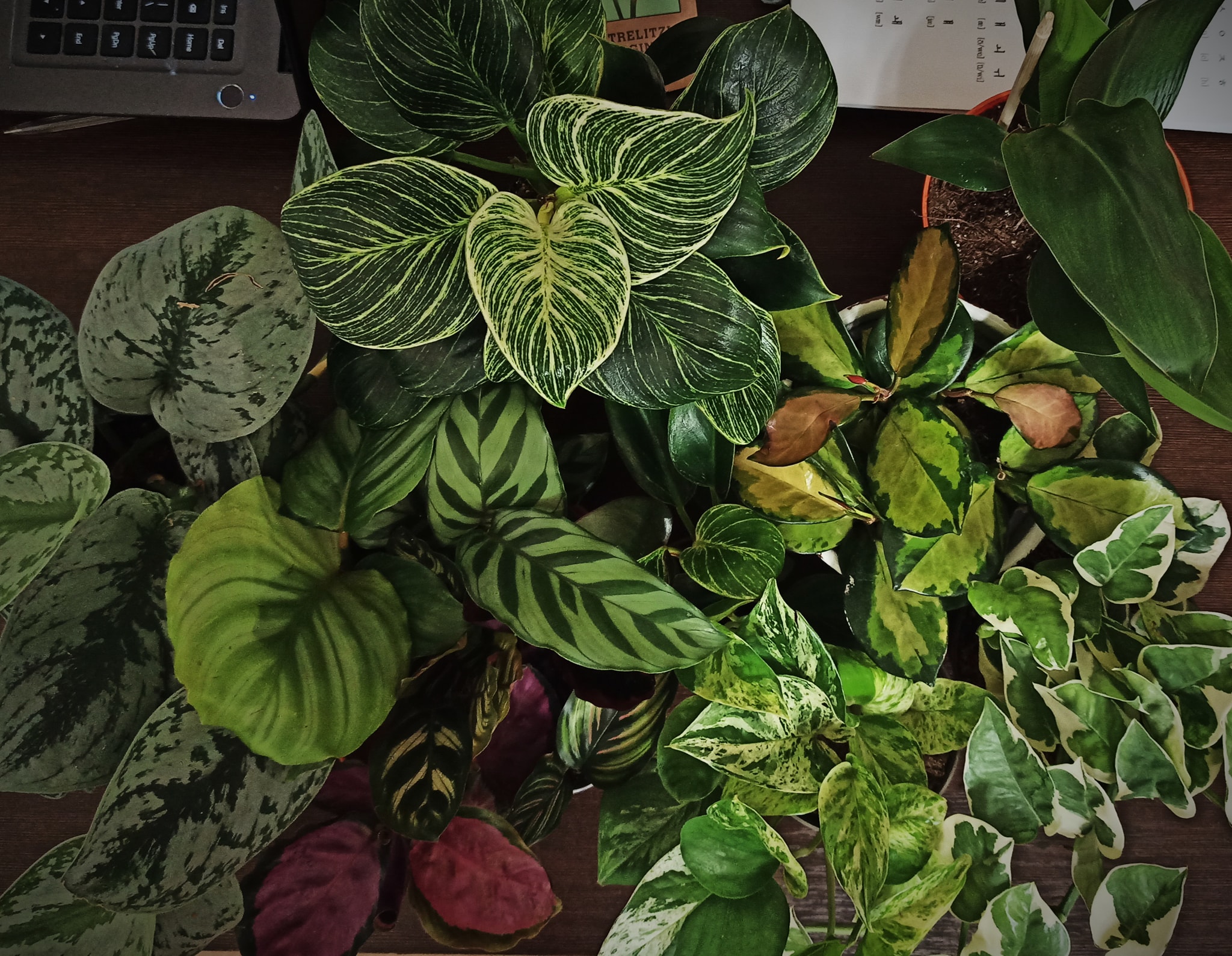 Dlaczego rośliny domowe marnieją?